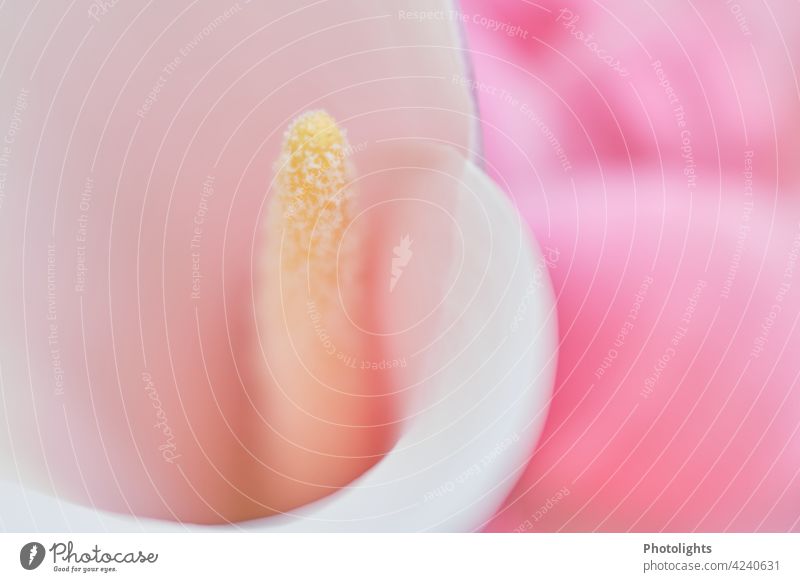 Blüte einer weißen Calla mit rosa Hintergrund Lilien elegant Natur schön Blume Farbfoto Detailaufnahme Nahaufnahme hell gemütsruhe Blütenstempel farbneutral