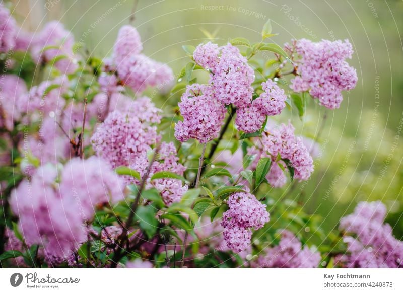 Nahaufnahme eines Fliederhaufens Ackerbau Hintergrund schön Schönheit Überstrahlung Blüte Botanik Blumenstrauß Ast Buchse farbenfroh Landschaft dekorativ
