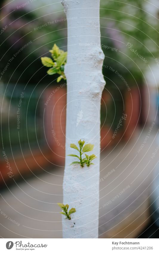 junge Birke mit neuen Ästen schön Botanik Großstadt übersichtlich kultivieren Tag Umwelt umgebungsbedingt Flora Laubwerk Gartenarbeit grün wachsen Blatt Blätter