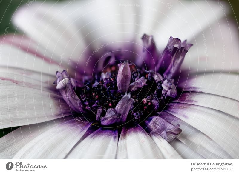 Das Kapkörbchen (Osteospermum ecklonis) ist eine beliebte  Balkonpflanze Kapaster aus Südafrika Korbblütler weiß violett Blütenstand Asteraceae Compositae