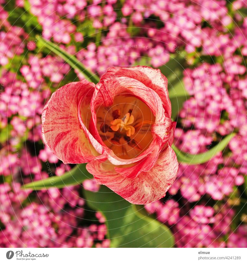 rot-weiß melierte, offene Tulpe in der Draufsicht vor kleinen rosa Blüten / Frühling / Mai / Blumengarten Tulipa Tulipan Turban blühen Frühjahrsblüte farbenfroh