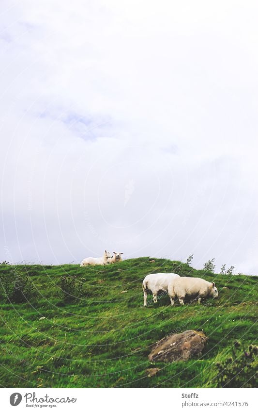 Empfehlung l raus ins Grüne! Schafe Texelschafe Hausschafe Hügel Graswiese schottisch ländlich ruhig Weide Wiese geschoren grasend Schafherde nordisch outdoor