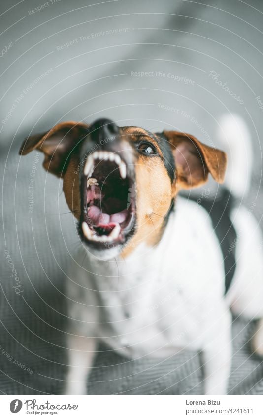 Jack Russel Terrier Hund bellt mit gezeigten Zähnen Jack-Russell-Terrier jack russell jack russel terrier Hundekopf Rinde bellend Hundegebell Hundezähne