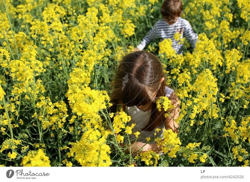 Kinder gehen in einem gelben Blumenfeld Außenaufnahme Blühend Farbfoto Tag Hintergrund neutral romantisch Frühling frisch Blüte grün Romantik natürlich geblümt