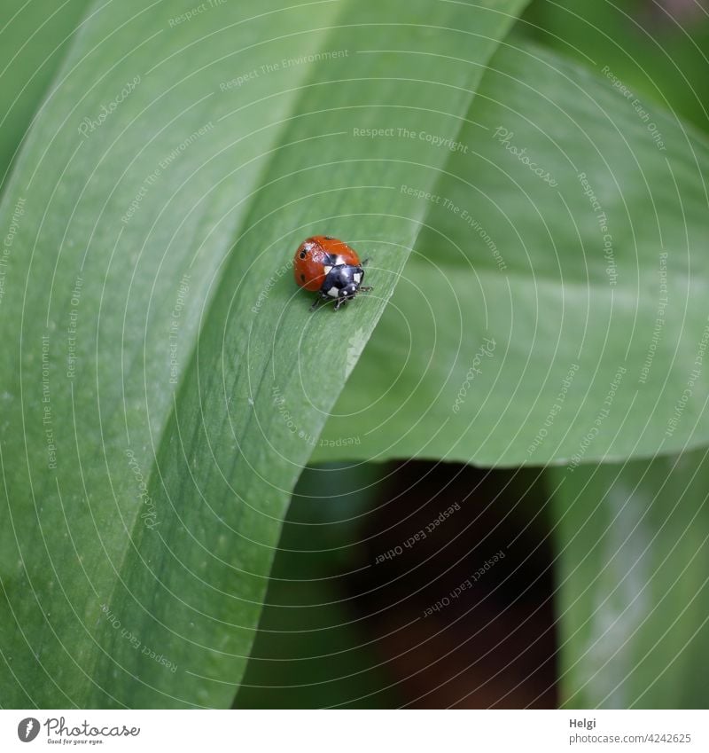 Marienkäfer auf grünem Blatt Käfer Insekt klein Natur Umwelt Tier krabbeln Pflanze Nahaufnahme Außenaufnahme Makroaufnahme Schwache Tiefenschärfe Menschenleer 1