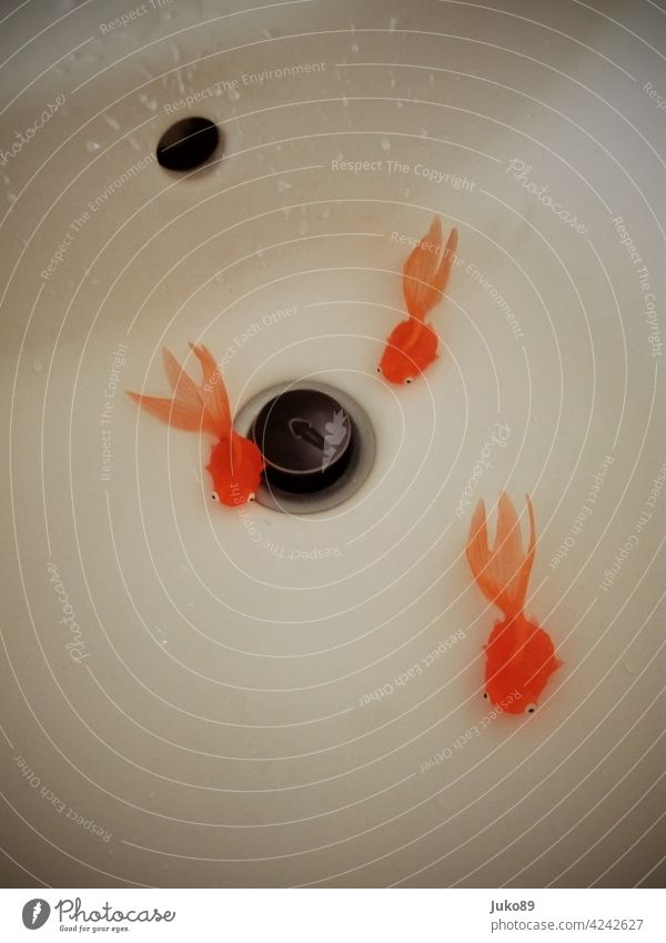 Fische auf dem Trockenen fische Waschbecken orange nass trocken Wassertropfen Bad Innenaufnahme Menschenleer Abfluss weiß Badezimmer Detailaufnahme