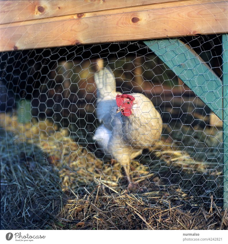 Huhn hühner stall tier wirtschaftstier ei haushaltung bauernhof stroh zaun ökologisch lebendig nachhaltig