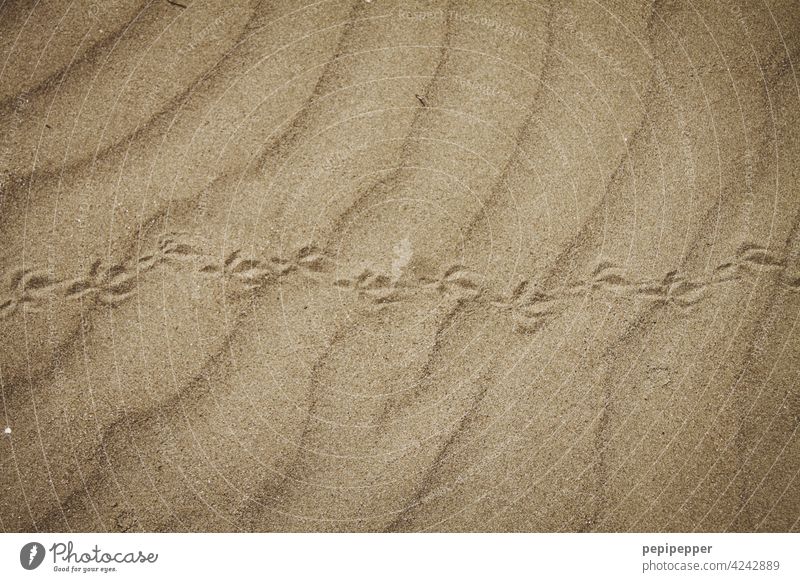 Vogelspuren im Sand Vogelbeobachtung Spuren Tier Tierspuren Tierliebe tiere Natur Tiere Tierwelt wild schön Nahaufnahme Außenaufnahme Sandstrand Abdruck Krallen