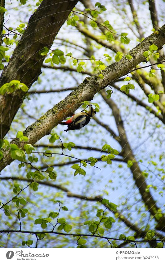 Schau mal wer da hämmert - Es ist ein Buntspecht Frühling Vogel Baum Blätter Nahrungssuche Laubbaum Wald hämmern picken