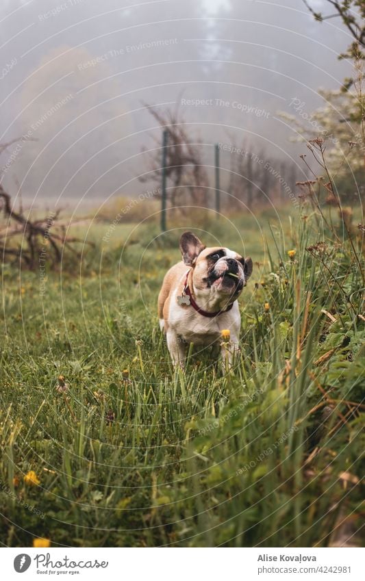 Hund frisst Gras Nebel Wiese französische Bulldogge essen neblig hungrig Hundeporträt Landschaft beobachten Farbfoto Tier Haustier niedlich Tierporträt