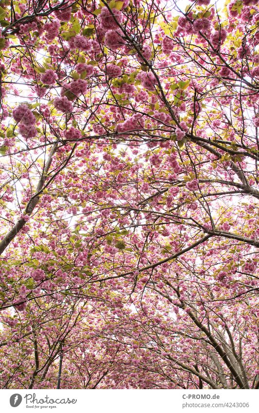 Blühende Bäume Frühling Blüte pink blütenpracht baldachin