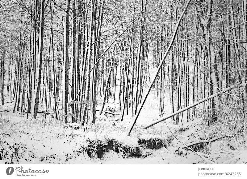 zwischenräume | 1001 Bäume Wald Winter Tobel Schlucht Schafe Zwischenräume filigran Adelegg Allgäu Tal Wildnis viele