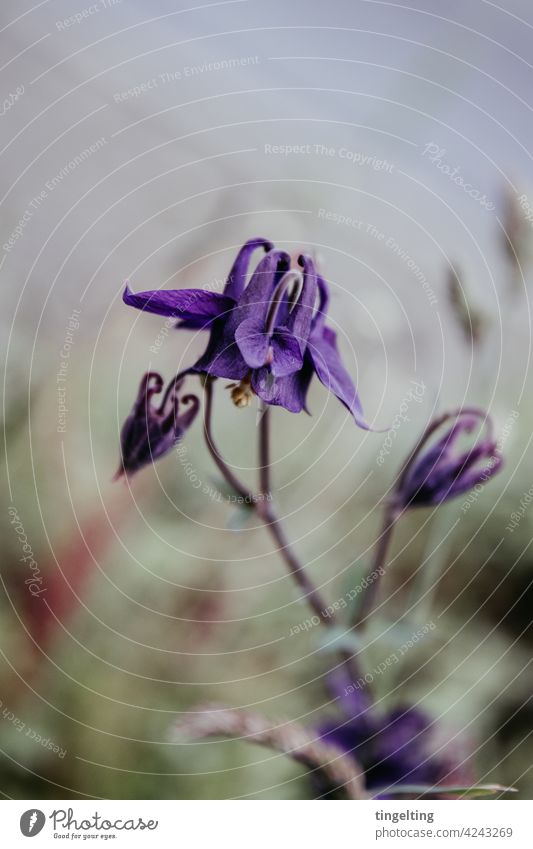 Aquilegia Vulgaris (Columbine) wildblume Aquilegia vulgaris columbine lila violett natur pflanzen blumen blüte blütenblätter nah textfreiraum oben wachsen