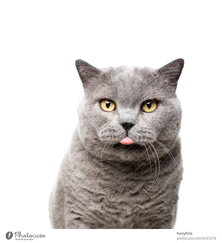 große britische Kurzhaar-Katze frech herausragender Zunge Porträt britische Kurzhaarkatze Rassekatze Haustiere katzenhaft vereinzelt ausschneiden Studioaufnahme