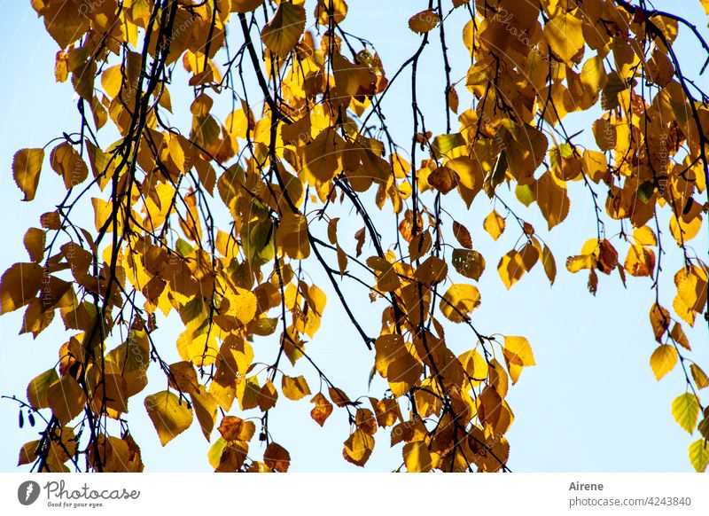 Farbwechsel Herbstlaub gold Sonnenlicht herbstlich Birke Zweige Wandel & Veränderung hellblau Himmel lichtvoll orange himmelblau Blatt leuchten Baum sonnig