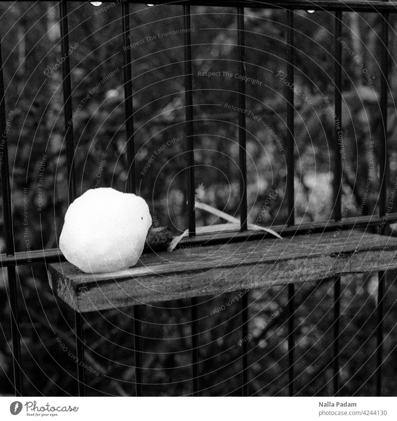 Schneeballtheke (für heiße Tage) analog Analogfoto sw Schwarzweißfoto Ball Brett Zaun kalt Eis Kugel Ablage Außenaufnahme Winter