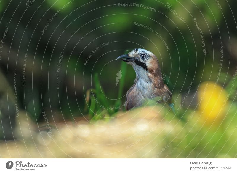 Eichelhäher Vogel Tier Wildtier Natur Tierporträt blau Nahaufnahme Tiergesicht Naturfotografie