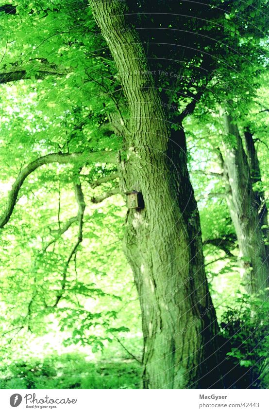 vogelwohnung grün Baum Wald Futterhäuschen 30 Natur
