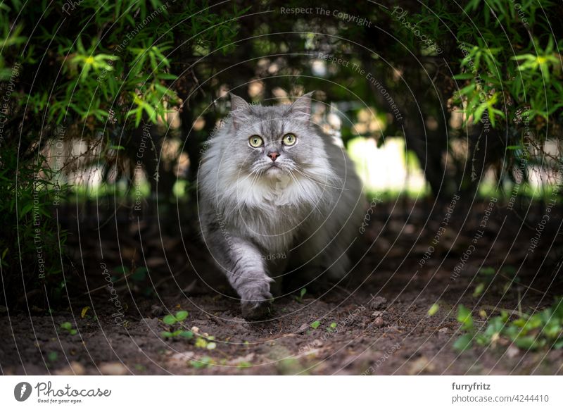 grau silber gestromte britische Langhaarkatze, die unter einem Busch läuft und neugierig in die Kamera schaut, draußen in der Natur Katze Langhaarige Katze