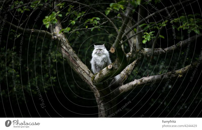 grau silber tabby britische Langhaarkatze sitzt auf einem Apfelbaum im Freien in der Natur beobachten den Hinterhof Katze Langhaarige Katze silber gestromt