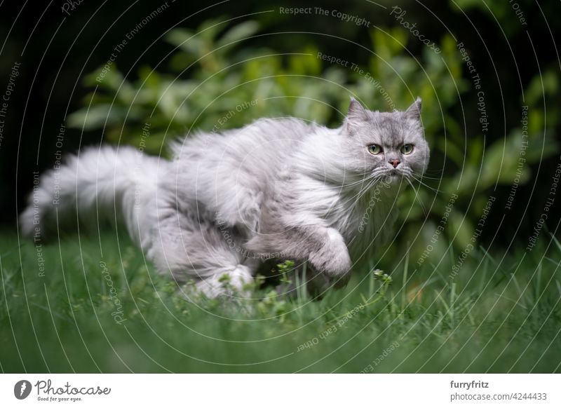 verspielte grau silber gestromte britische Langhaarkatze läuft schnell auf grüner Wiese im Freien in der Natur jagend Katze Langhaarige Katze silberfarben Tabby