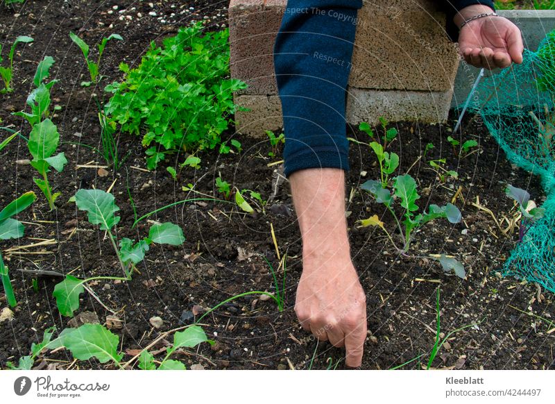 Männerhände bringen Gemüsesamen in die Erde -  zu sehen sind die ersten verschiedenen zarten Gemüsepflanzen in einem Hochbeet Hand Männerhand Samen