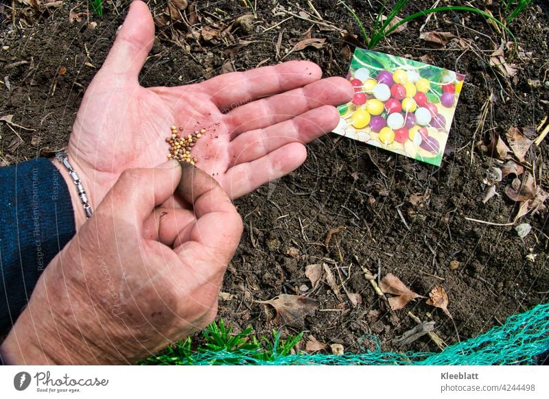 Bunte Radieschensamen auf einer Männerhand werden mit der anderen Hand in der Erde versteckt Samen Hände Gemüse Gartenarbeit Hochbeet Lebensmittel zu Hause