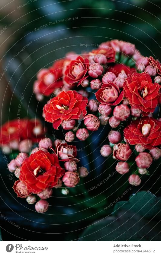 Blühende Kalanchoe-Blüten in roter Farbe Blume Blütezeit sanft offen farbenfroh Witwenschreck Sommer Botanik Flora Natur Pflanze Garten Kalanchoe blossfeldiana