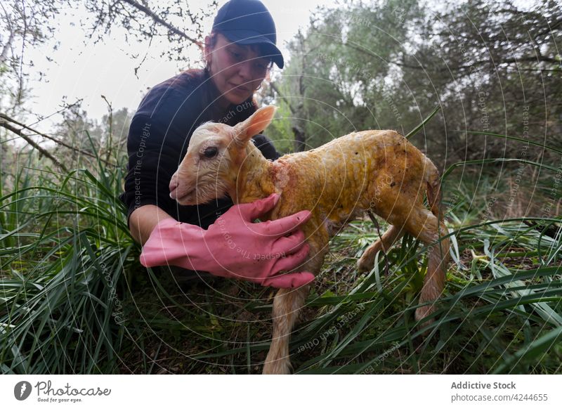 Glückliche Frau mit süßem neugeborenem Lamm auf dem Acker Landwirt Schaf Inhalt führen Baby Tier niedlich Landschaft Dorf bezaubernd Zusammensein Bauernhof