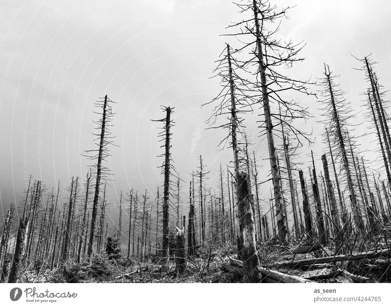 Waldsterben Fichten tot Natur Baum Umwelt Außenaufnahme Landschaft Menschenleer Klimawandel Forstwirtschaft Baumstamm Holz Totholz Borkenkäfer Tod Pflanze