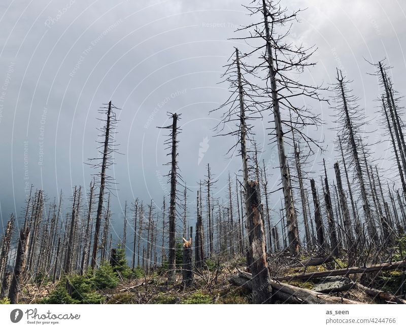 Waldsterben Fichten tot Natur Baum Umwelt Außenaufnahme Landschaft Menschenleer Klimawandel Forstwirtschaft Baumstamm Holz Totholz Borkenkäfer Tod Pflanze