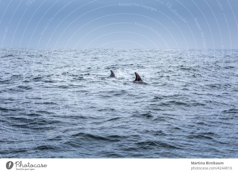 Nur zwei Flossen. Zwei Delfine im Pazifischen Ozean Delphine Meereslebewesen Pazifik dorsal aquatisch Tier blau Wasser pazifik Natur Tierwelt MEER marin