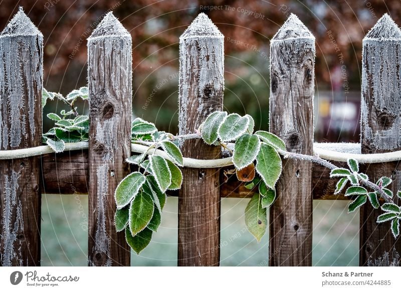 Gartenzaun mit grünen Blättern im Frost Ranke Winter Eisheiligen gefrohren verfrohren kalt Kälte Lattenzaun Holzzaun winterlich Kristalle gefroren frieren