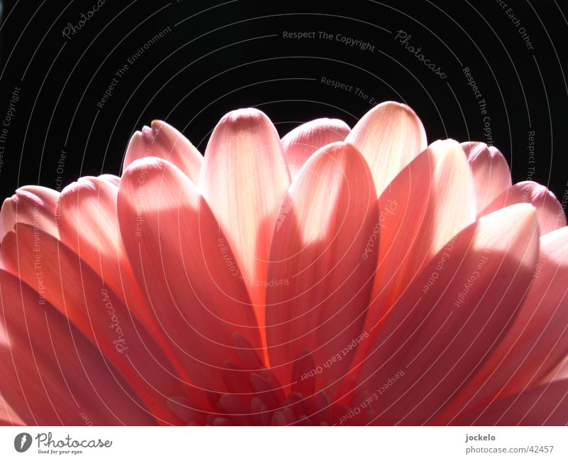 Rosé Blume mehrfarbig Gegenlicht Makroaufnahme Nahaufnahme Nah dran Sonne Farbe Freude jomam