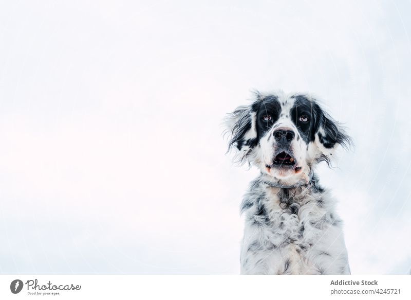 Niedlicher gefleckter Hund auf schneebedeckter Wiese in erstaunlichem Gebirgskamm Schnee Berge u. Gebirge Kamm Natur Tier Hügel Himmel Spanien Picoos de europa