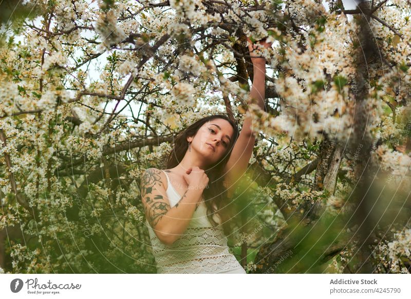 Romantische Frau zwischen blühenden Zweigen Blütezeit Baum romantisch weißes Kleid Windstille charmant sanft Stil Flora schön Sommer Natur Pflanze Blume jung