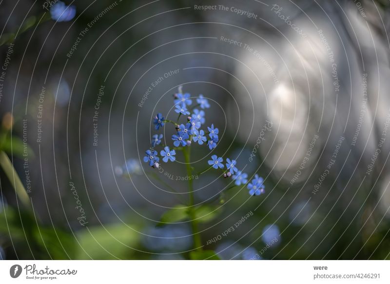 Kaukasus Vergissmeinnicht Blumen gegen einen unscharfen Hintergrund blüht Raublattgewächs Brunnera macrophylla Kaukasusvergissmeinnicht Zierpflanze