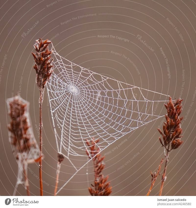 Spinnennetz auf den Pflanzen im Herbst Netz Natur Regentropfen Tropfen regnerisch hell glänzend im Freien abstrakt texturiert Hintergrund Wasser nass