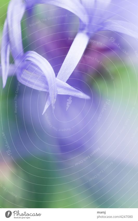 Übereinanderliegende Blütenblätter der Berg-Flockenblume. Cyanus montanus Pflanze zart fein authentisch Blühend Bergflockenblume violett Leben dünn natürlich