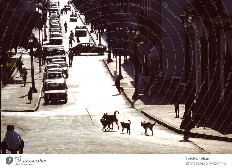 Hunde auf der Straße straßenhunde streetlife Tier Kontrast Leben Leben auf der Straße Autos Außenaufnahme Großstadt citydog Stadtleben Tag Licht südamerika