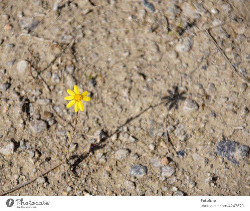Eine kleine gelbe Blume wirft einen langen Schatten auf trockenen Boden. Wildblume wild wachsen Blüte Blütenblatt Blütenblätter blühend steinig Steine Sand