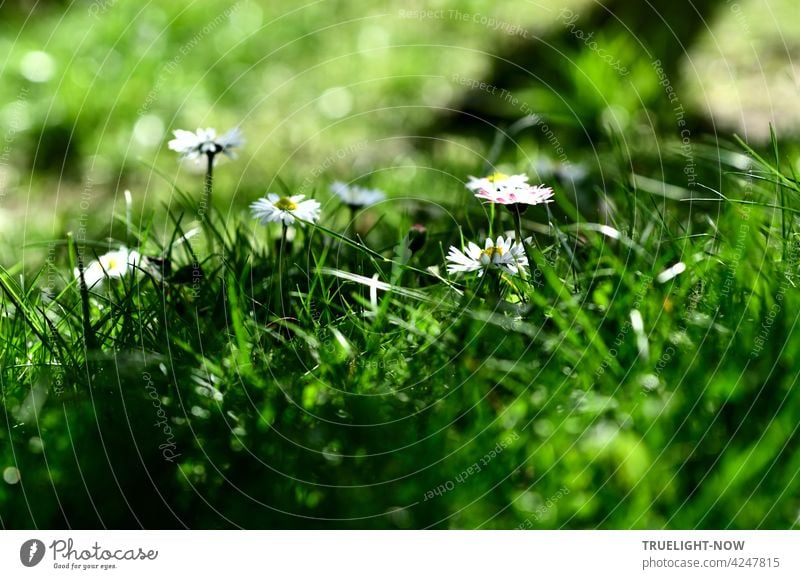 Kleine Gänseblümchen scheinen Versteck zu spielen im frischen grünen Gras aber Hasen sind hier nicht zu erwarten - nur Rasenmäher leider bellis perennis