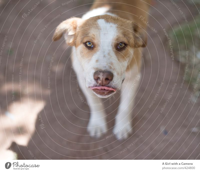 Streuner Tier Haustier Hund 1 Blick Maul Zunge Treue Freundlichkeit anhänglich Herumtreiben Gedeckte Farben Außenaufnahme Nahaufnahme Menschenleer