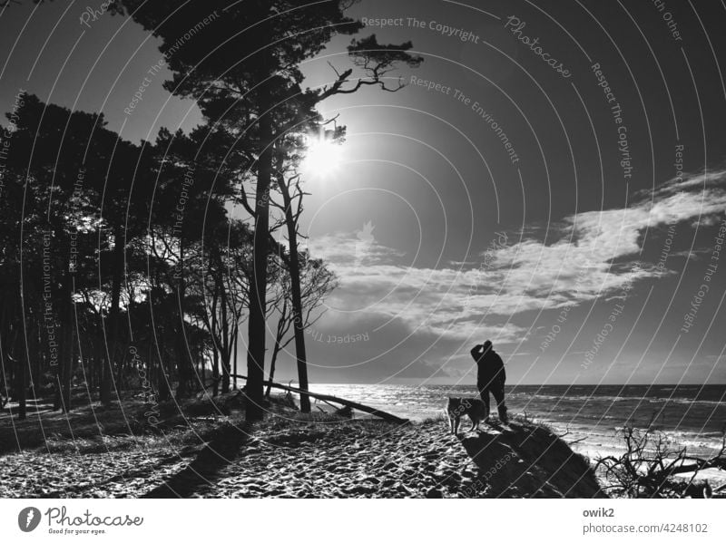 Spähtrupp Darß Weststrand Wanderer Hund Mann schauen blicken Silhouette Bäume Strand Schwarzweißfoto Himmel Wolken Sonne Küste Ostsee Natur Landschaft Meer Baum