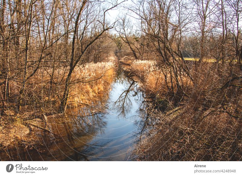 auf den Kopf gestellt | kopfüber gespiegelt Baum Wasser Teich See Seeufer Flussufer herbstlich idyllisch Reflexion & Spiegelung Herbst Wasseroberfläche blau