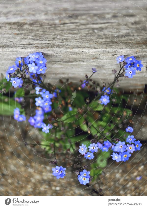 blauer montag violett Vergißmeinnicht Stein Erinnerung blühen wachsen Nahaufnahme Textfreiraum Holz Blume Blüte Bescheidenheit einfach Vergißmeinnichtblüte