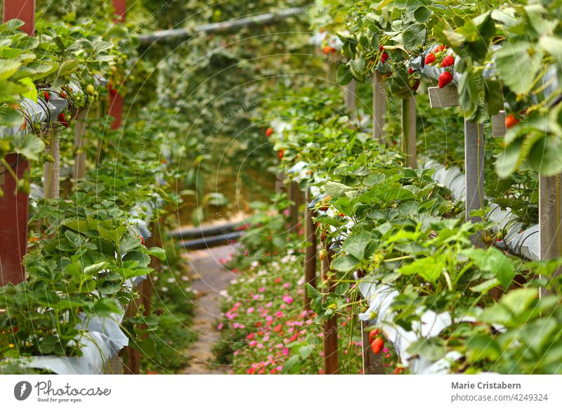 Moderne und biologische Erdbeerfarmen in den Cameron Highlands in Malaysia Erdbeerhof Biologische Landwirtschaft moderne Landwirtschaft Cameron Hochland