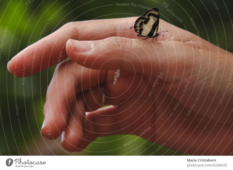 Nahaufnahme eines winzigen Hekabe-Schmetterlings, der auf der Hand einer Frau sitzt und das Konzept von Wellness, nachhaltigem Lebensstil und Harmonie mit der Natur zeigt