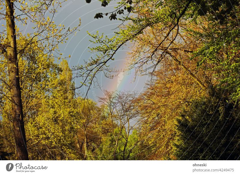 Regenbogen zwischen Bäumen im Herbst herbstlich Außenaufnahme Herbstfärbung Natur Blatt Äste Zweige u. Äste Wandel & Veränderung Vergänglichkeit Hoffnung