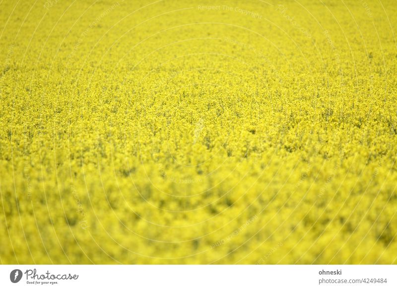 Rapsfeld gelb Blühend Sommer Landwirtschaft Umwelt Feld Leben Nutzpflanze Blüte Wachstum Rapsblüte